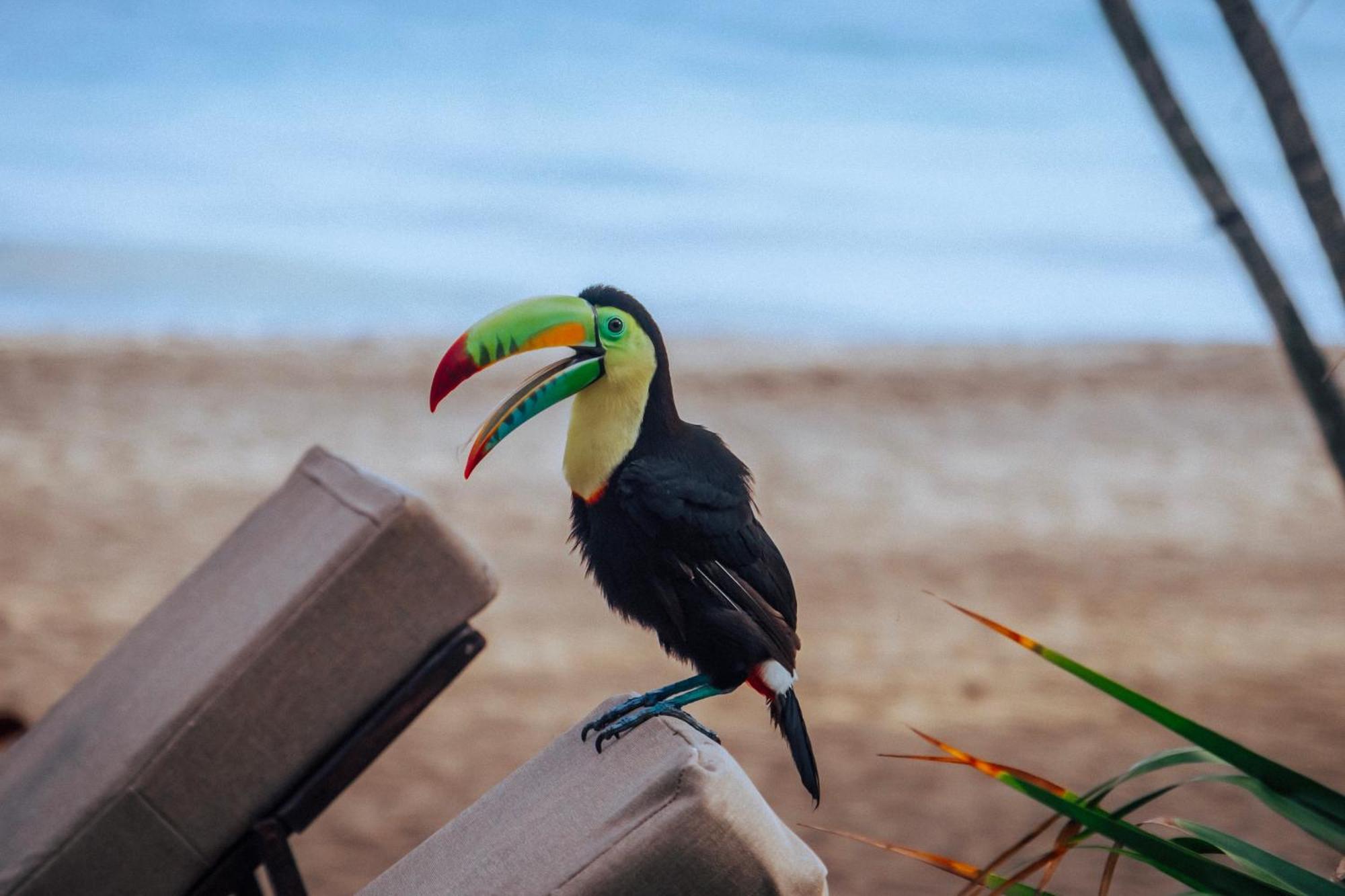 Coconuco Beach Palomino Dış mekan fotoğraf